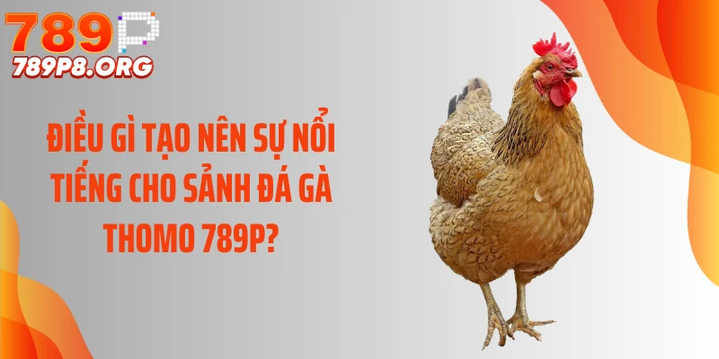 Điều gì tạo nên sự nổi tiếng cho sảnh đá gà Thomo 789P?